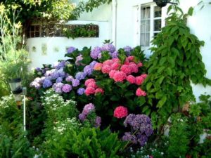 Почему не цветет гортензия в саду, причины и что делать, чтобы вернуть пышное цветение 