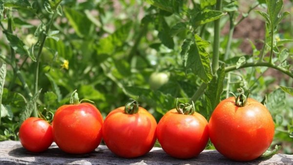 Что посадить после томатов на следующий год 