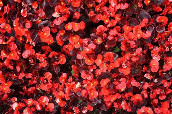 Растения и цветы с красными листьями названия, описания и фото 