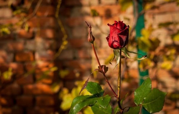 Осенняя обрезка роз и укрытие на зиму 