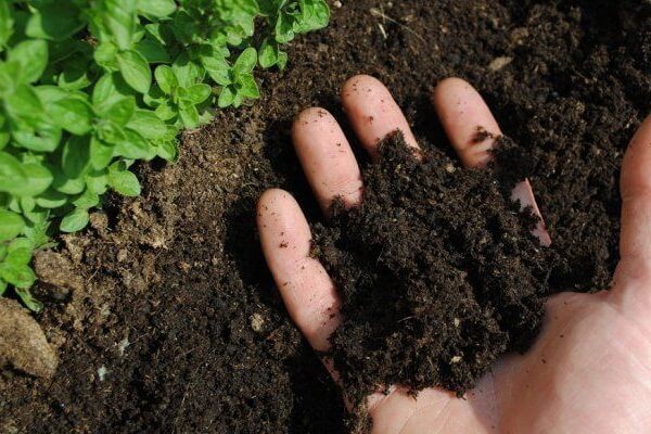 Плодородие почвы и способы повышения и восстановления. 