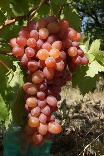 Лучшие сорта розового винограда с описанием, вкусовые качества, характеристики и фото 