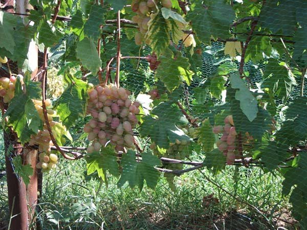 Лучшие сорта розового винограда с описанием, вкусовые качества, характеристики и фото 