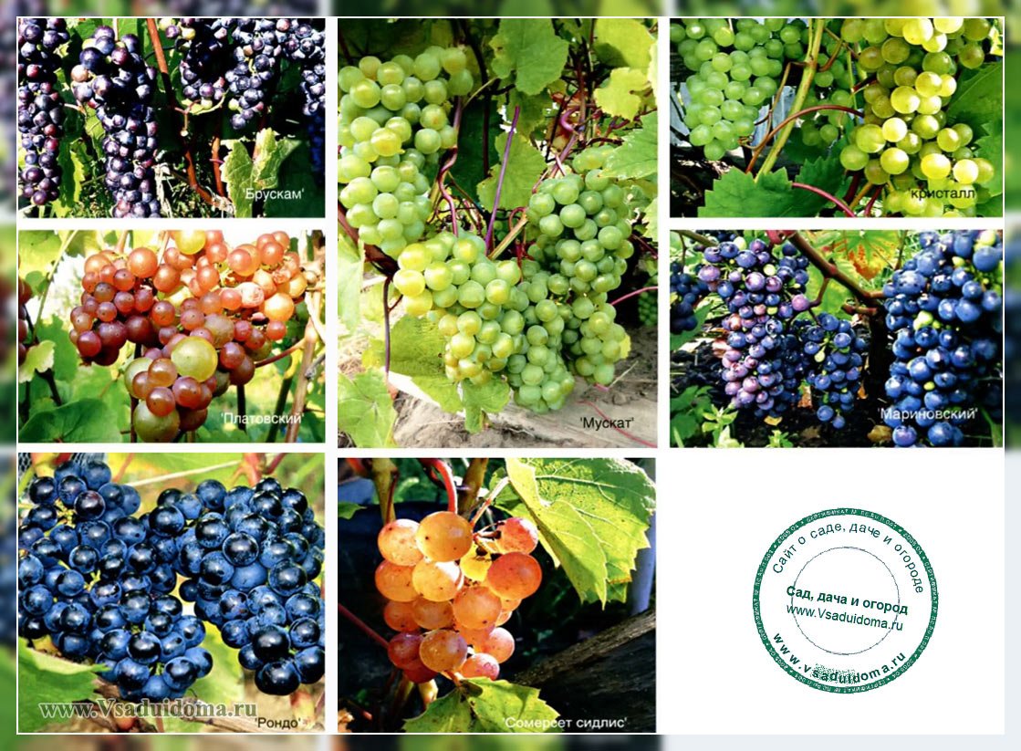 Топ-25 самых лучших и популярных сортов винограда: их описания, характеристики и фото