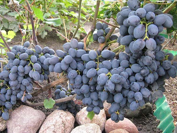 Лучшие сорта черного синего винограда с описанием, вкусовые качества, характеристики и фото 
