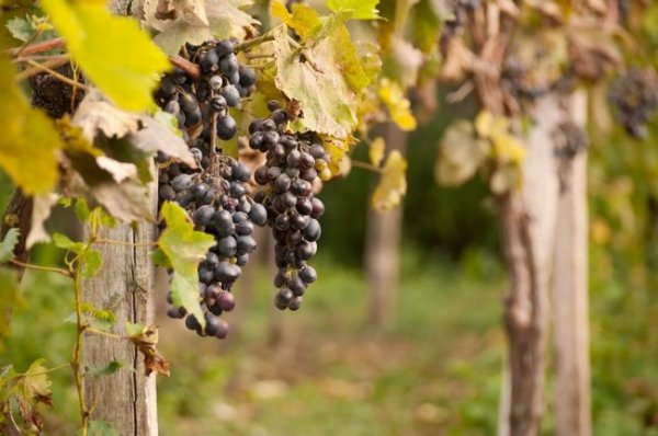 Осенняя подкормка винограда 