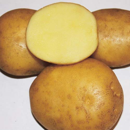 Лучшие сорта картофеля для Урала ранние, средние, поздние c описанием и фото, характеристики 