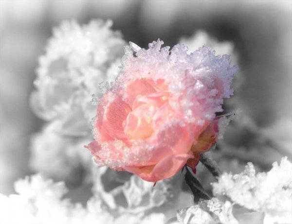 Как укрыть кустовую розу на зиму 