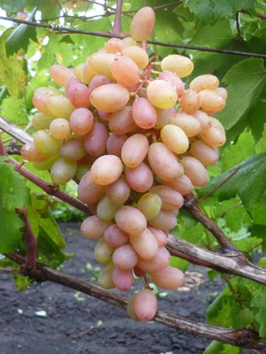 Сорта столового винограда с фото и описанием, вкусовые качества и характеристики 