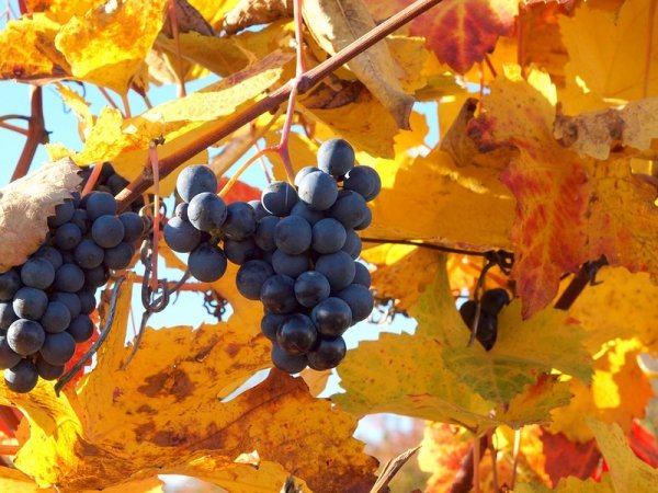Осенняя подкормка винограда. 
