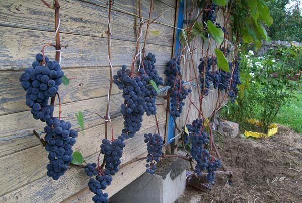 Топ-25 самых лучших и популярных сортов винограда: их описания, характеристики и фото 