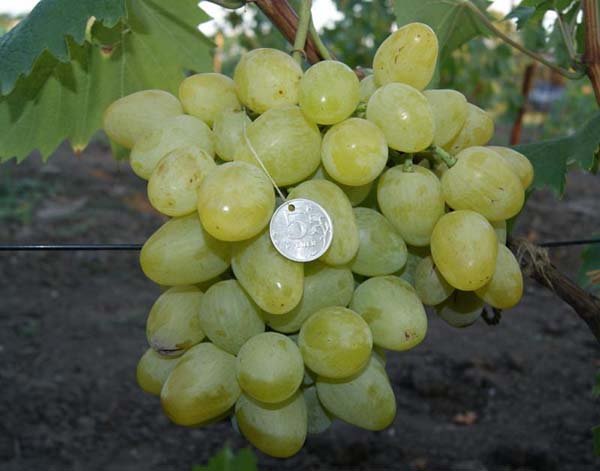 Лучшие сорта белого винограда - описание, характеристики и фото 