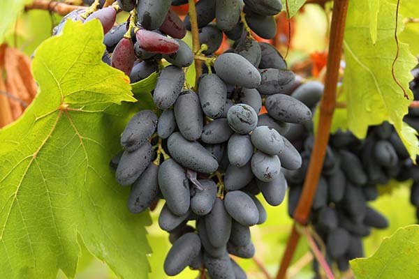Сорта столового винограда с фото и описанием, вкусовые качества и характеристики 