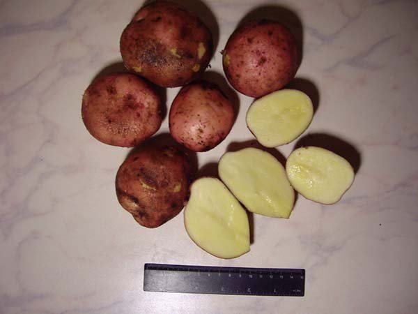 Красные сорта картофеля с красной или розовой кожурой, глазками - описания и фото 