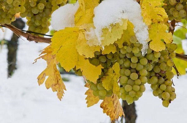 Как подготовить виноградную лозу к зиме 