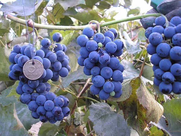 Винные технические сорта винограда с описанием, характеристики и фото 