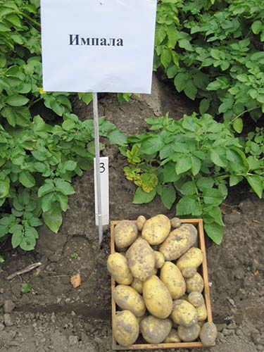 Желтые сорта картофеля с желтой мякотью и кожурой - описания с фото 