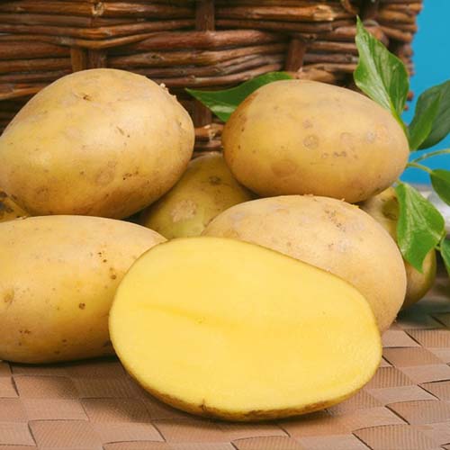 Желтые сорта картофеля с желтой мякотью и кожурой - описания с фото 