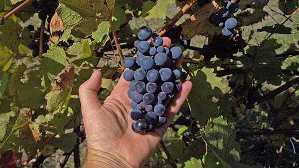 Топ-25 самых лучших и популярных сортов винограда: их описания, характеристики и фото 