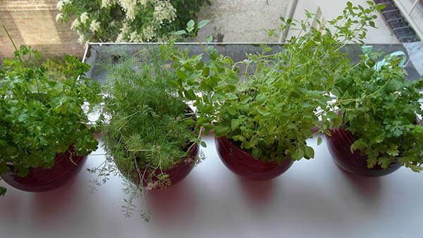 Как и какую зелень можно выращивать дома на подоконнике круглый год (зимой): советы для начинающих