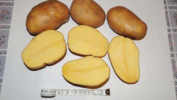 Лучшие сорта картофеля для Сибири Западной и Восточной описания и характеристики 