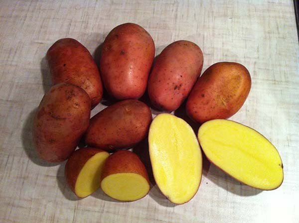 Лучшие сорта картофеля для пюре, жарки, варки, салата и супа: обзор наиболее подходящих 