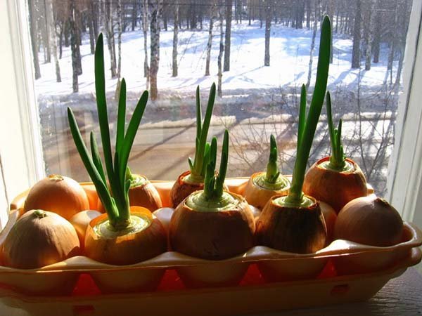 Как и какую зелень можно выращивать дома на подоконнике круглый год (зимой): советы для начинающих 