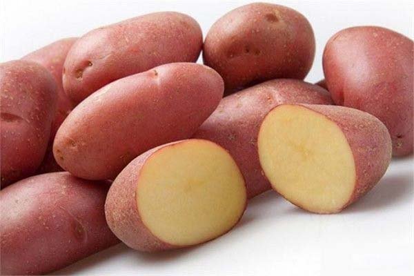 Лучшие сорта картофеля ТОП-50 самых вкусных и урожайных - их описания, характеристики и фото 