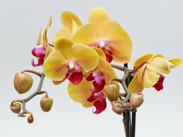 Как ухаживать за орхидеями в домашних условиях в горшке для начинающих