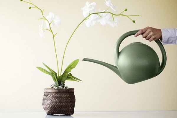 Как ухаживать за орхидеями в домашних условиях в горшке для начинающих 