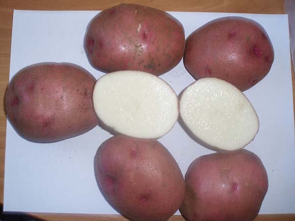 Красные сорта картофеля с красной или розовой кожурой, глазками - описания и фото 
