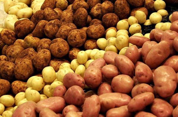 Лучшие сорта картофеля для Сибири Западной и Восточной описания и характеристики 