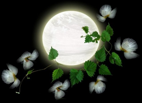 Лунный посевной календарь на март 2019 год цветовода 
