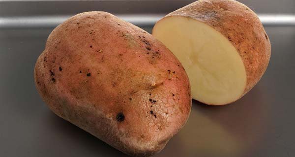 Сорта белого картофеля с белой мякотью - описания, характеристики и фото 
