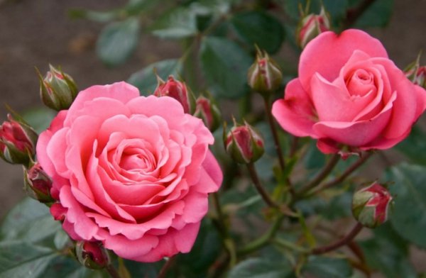 Посадка роз когда и как сажать розы в открытый грунт весной 