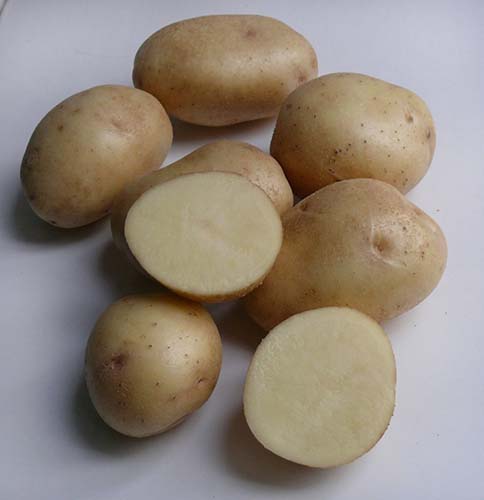 Лучшие сорта картофеля для пюре, жарки, варки, салата и супа: обзор наиболее подходящих 