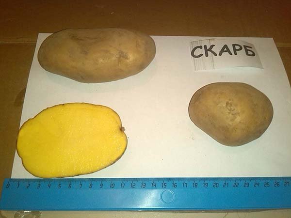 Лучшие сорта картофеля ТОП-50 самых вкусных и урожайных - их описания, характеристики и фото 