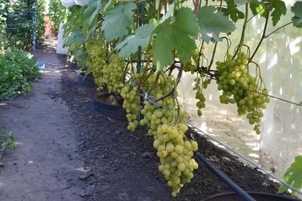Лучшие сорта белого винограда - описание, характеристики и фото 