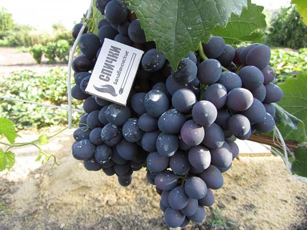 Лучшие сорта черного синего винограда с описанием, вкусовые качества, характеристики и фото 