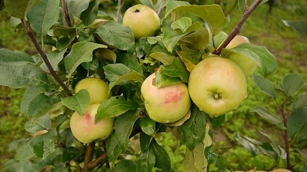 Осенняя подкормка яблонь и груш 