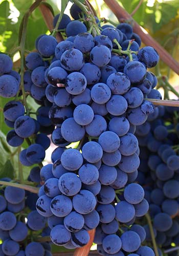 Винные технические сорта винограда с описанием, характеристики и фото 
