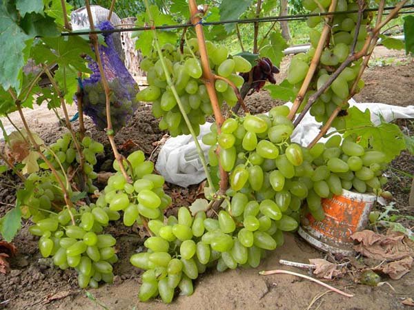 Ранние сорта винограда с описанием, характеристики и фото 