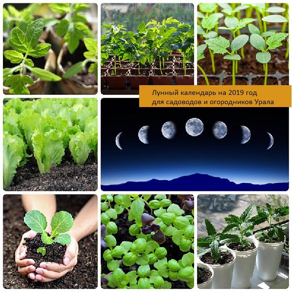 Лунный посевной календарь на 2019 год садовода и огородника для Урала 