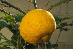 Цитрусовые фрукты список названий и фото 