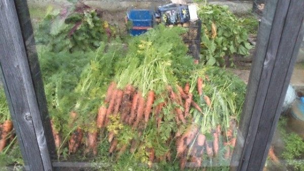 Морковь посадка, выращивание и уход с фото и видео 