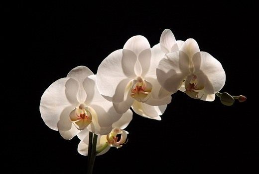 Орхидея фаленопсис - уход в домашних условиях с фото и видео 