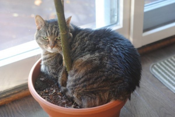 Как защитить комнатные растения от кошки? 