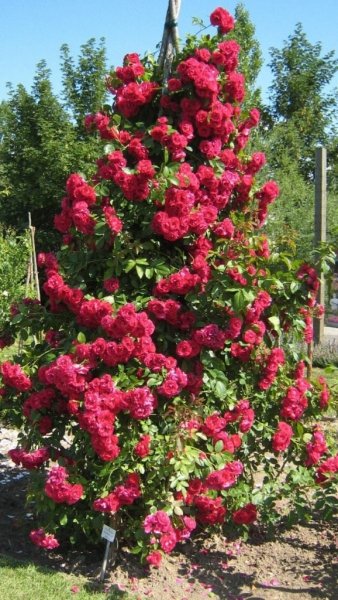 Что значит знак ADR у розы и сорта роз со знаком АДР 
