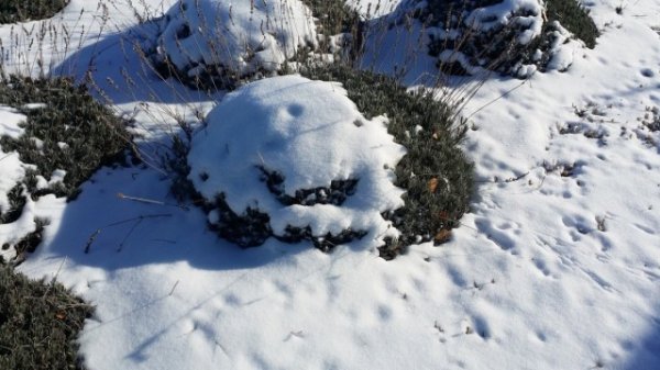 Бесснежная зима в саду и огороде - что сделать для защиты растений 