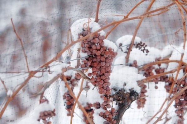 Как укрыть виноград на зиму и подготовка виноградника к зиме с фото и видео